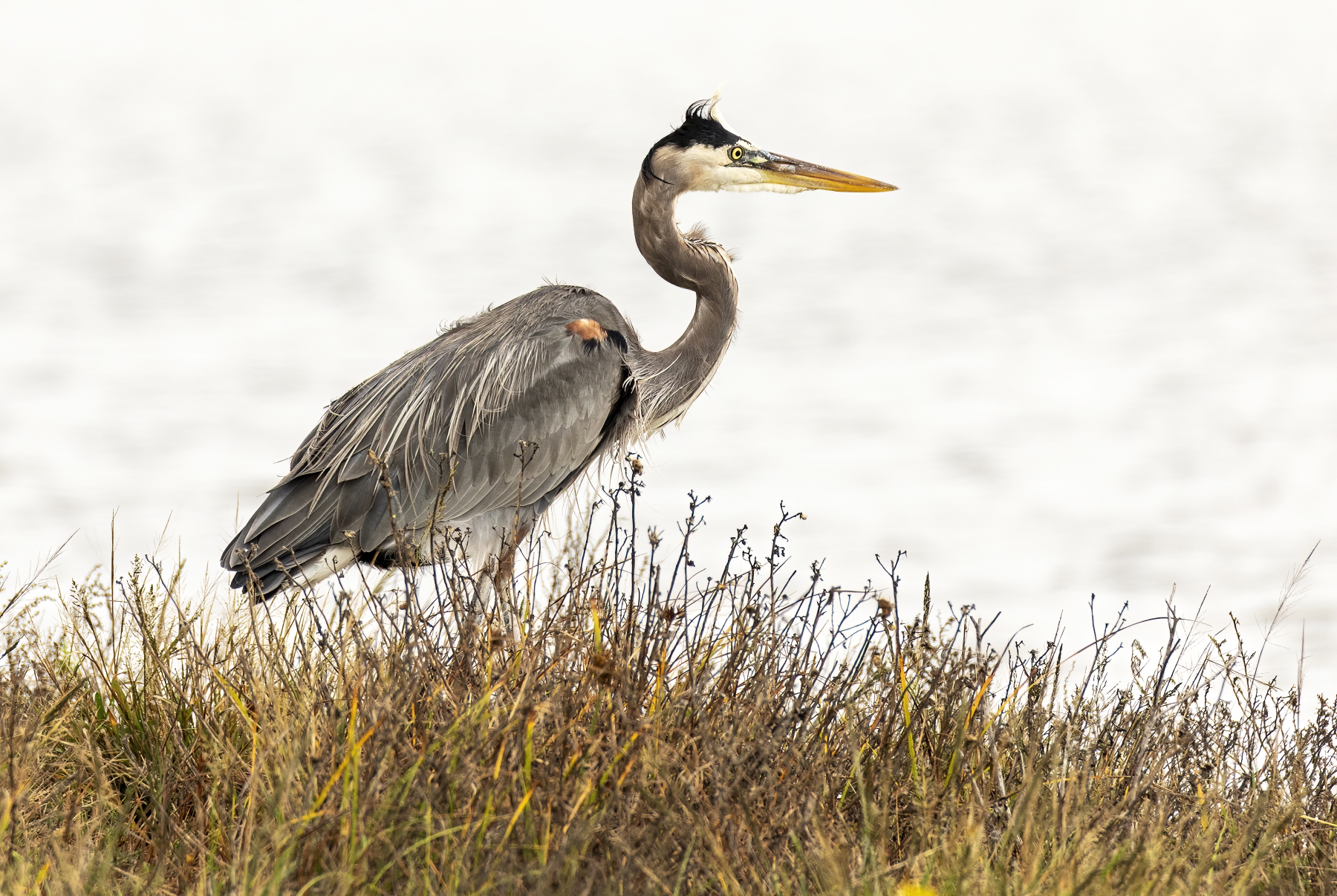/gallery/north_america/USA/Texas/padre island ns/Grey Heron Padre Island NS Dec 2023-013_med.jpg